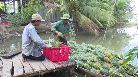 Cây khóm MD2 được trồng tại vùng trồng mía kém hiệu quả.