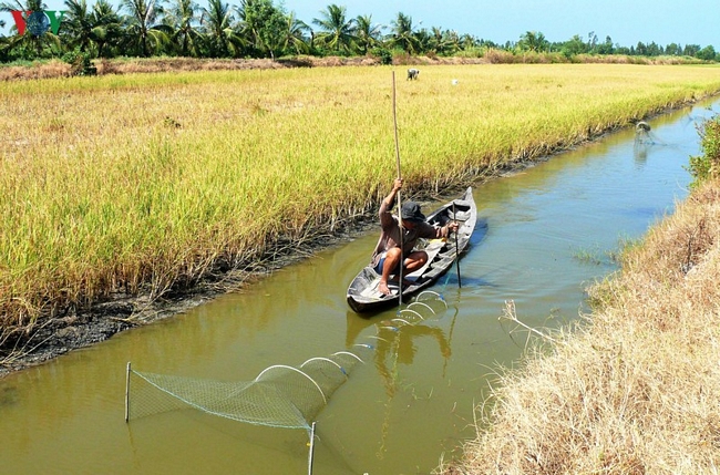 Vài năm qua, bà con làm mô hình kết hợp thêm nuôi tôm càng, giúp tăng thu nhập đáng kể. Hiện đang chính vụ thu hoạch tôm càng, người dân rất phấn khởi vì trúng mùa. Mô hình lúa – tôm được xem là bền vững và giúp người dân nâng cao thu nhập