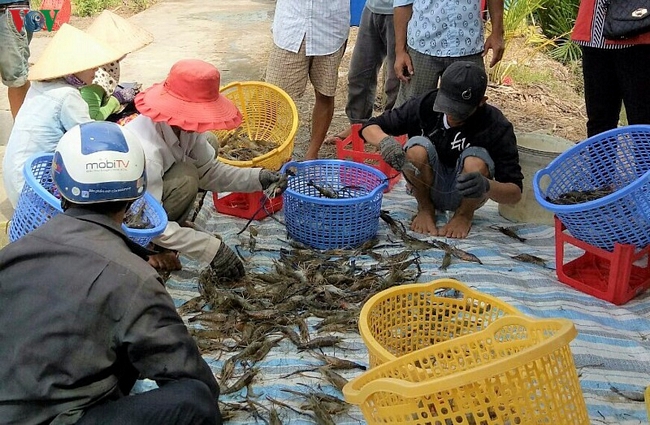 Mô hình đang được nhân rộng vì ít chi phí, dễ thực hiện