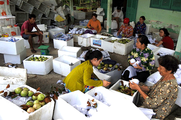 Những ngày này, về xã Trường Long, huyện Phong Điền, cảnh mua bán vú sữa rất nhộn nhịp. Nhà vườn thì tranh thủ hái, cánh thương lái thì lựa rồi bao lại để cho vào thùng đưa đi tiêu thụ TP Hồ Chí Minh và các tỉnh, thành phía Bắc. 