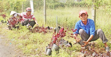 Hội Nông dân xã Long Mỹ (Mang Thít) tích cực tham gia mô hình nông dân bảo vệ môi trường.