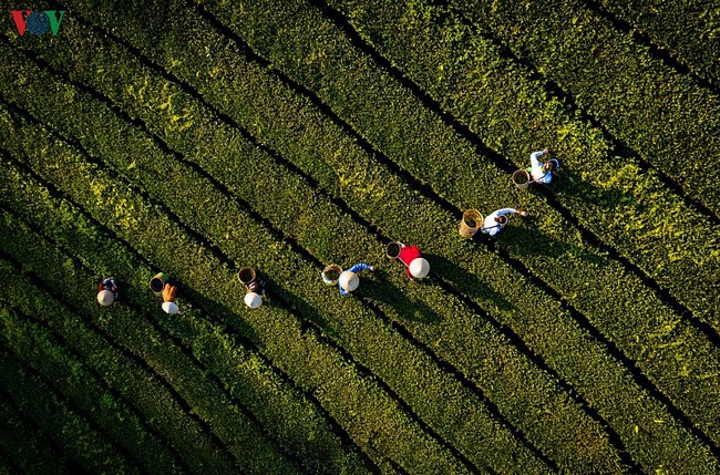 Đồi chè như tấm thảm xanh trải dài ngút tầm mắt.