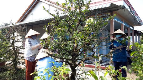 Ngoài huy động cả gia đình, ông Khiền phải thuê thêm 5 nhân công để lặt lá mai.