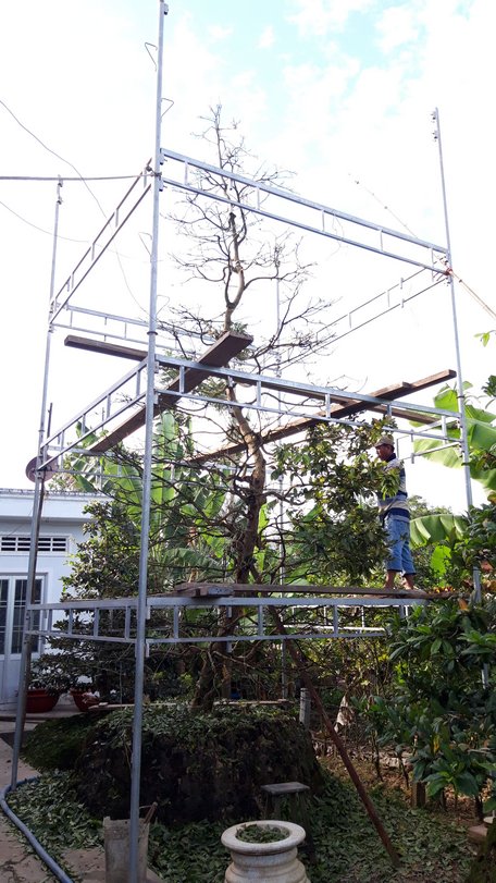 Gia đình ông Xệ phải thuê thợ chế bộ giàn giáo bằng sắt “khủng” để lặt lá cây mai cao hơn 8m.