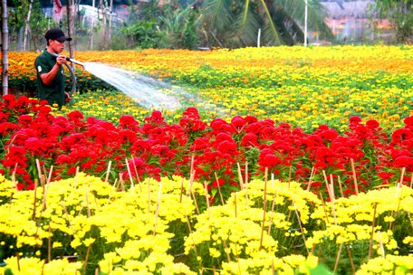    Anh Trần Văn Lợi- người chuyên thuê đất ươm hoa tết ở xã Vĩnh Thành (Chợ Lách)- năm nay anh chỉ thuê được hơn nửa công đất.