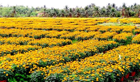 ​Diện tích chuyên ươm hoa vạn thọ của ông Sáu Thành (xã Vĩnh Thành) hứa hẹn nguồn thu nhập hàng trăm triệu đồng.