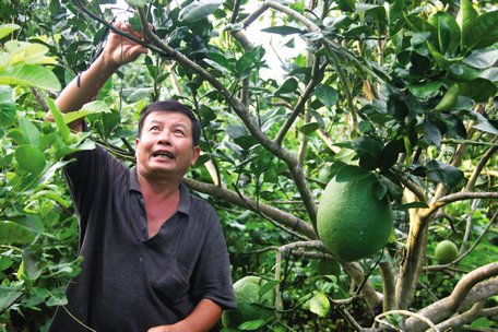 Đề án cơ cấu lại ngành nông nghiệp đạt nhiều kết quả theo hướng nâng cao giá trị và sản xuất bền vững.