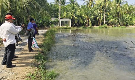 Nuôi cá lóc thương phẩm ở xã Trung Nghĩa đem lại lợi nhuận cao cho người nông dân.