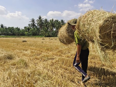 Huyện hoàn thành sản xuất 3 vụ lúa với diện tích, năng suất, sản lượng đạt nghị quyết. Ngoài ra, phát triển mạnh diện tích rơm ủ nấm hàng ngàn héc ta sau các vụ mùa.