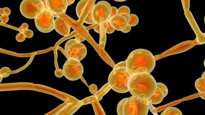 Nấm Candida auris. Ảnh: BBC