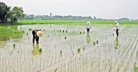 Tân Quới Trung là một trong số các xã đăng ký về đích nông thôn mới năm 2020.