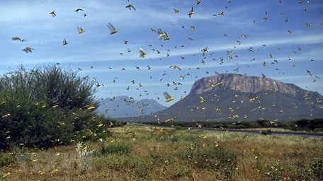 Một bầy châu chấu tại khu vực làng Lerata ở Samburu, Kenya. (Ảnh: AFP/TTXVN)