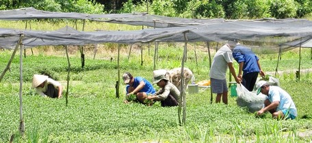 Xã Thuận An hiện có thu nhập bình quân đầu người cao nhất so các xã xây nông thôn mới trong toàn tỉnh.