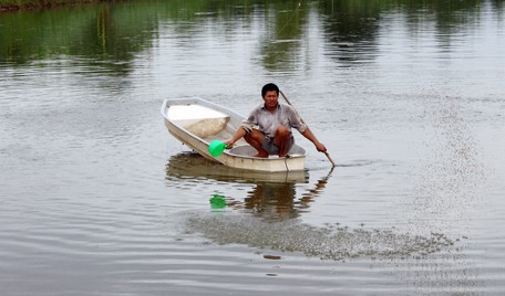 Giá cá thấp, nhiều hộ nuôi điêu đứng.