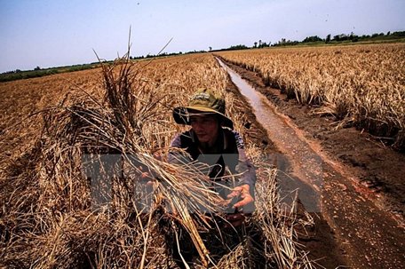 Trong một số thời điểm, xâm nhập mặn ở Đồng bằng sông Cửu Long có thể ở mức tương đương hoặc cao hơn cùng kỳ năm 2016. (Nguồn ảnh: TTXVN)