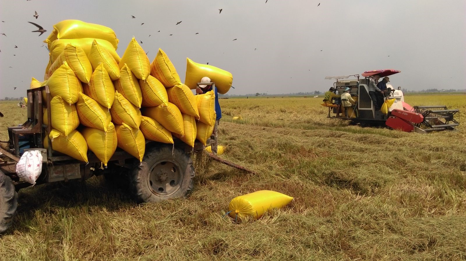 Nông dân thu hoạch lúa Đông Xuân 2019- 2020 được mùa, trúng giá