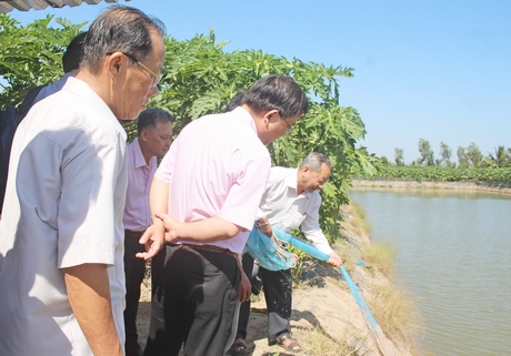 Các đơn vị tham quan mô hình nuôi cá bống tượng.