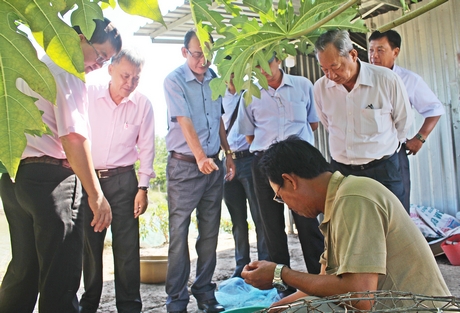Hiện ông Phước (người ngồi) đầu tư nuôi cá bống tượng theo mô hình khép kín, tự làm thức ăn cho cá và tự làm con giống, nuôi cá thương phẩm.