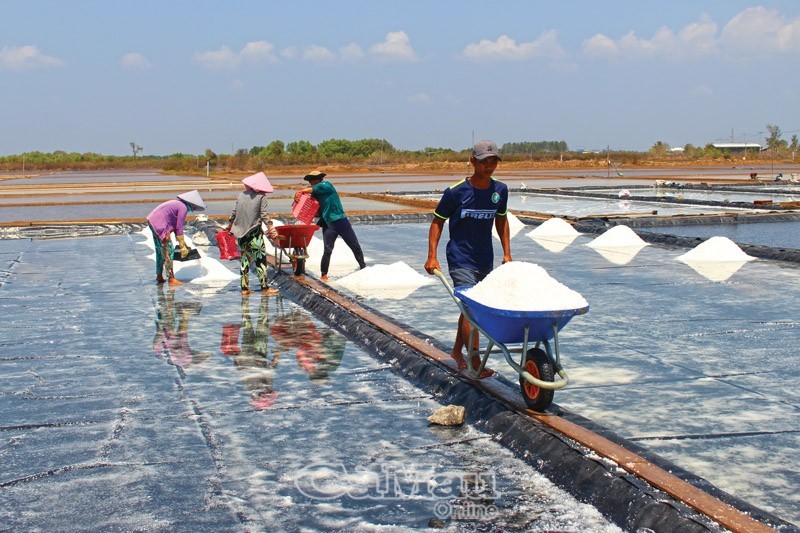 Nhờ nắng sớm và liên tục, diêm dân vào vụ thu hoạch sớm hơn năm trước.