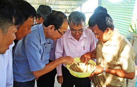 Ruồi lính đen được ương ở giai đoạn ấu trùng.
