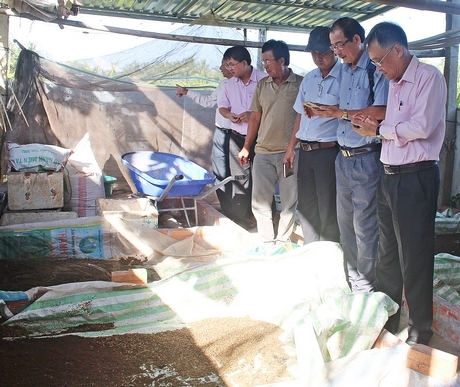Sau khi nuôi chuyền qua các giai đoạn, ruồi được chuyển đến mùng (phía sau) để sinh sản.