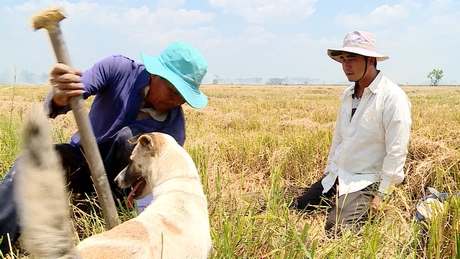 Người dân đào hang bắt chuột đồng.