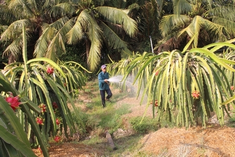 Thanh long đang ở mức giá cao, nông dân lời khá.