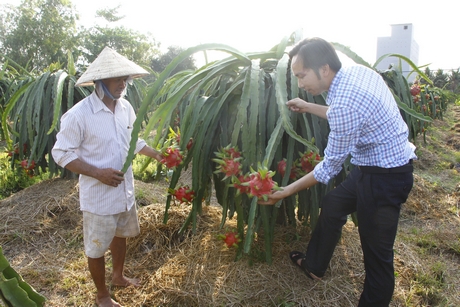 Vườn thanh long trồng theo quy trình sản xuất sạch của anh Mười đang cho trái tốt.