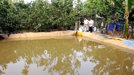 Nhiều nhà vườn đào ao lót bạt ngay trong vườn để trữ nước ngọt với dung tích lớn.