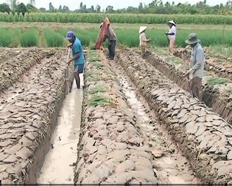 Chuyển đổi mục đích cây trồng là giải pháp hiệu quả để nâng cao thu nhập người dân. Trong ảnh: Nông dân Bình Tân tất bật xuống giống hành lá trên chân đất ruộng.