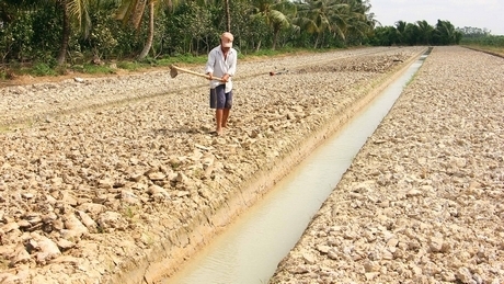 Ông Trương Văn Hai Nhỏ (ấp Tích Lộc, xã Tích Thiện) quyết định lên liếp trồng bắp trong vụ này để thích ứng với hạn, mặn.