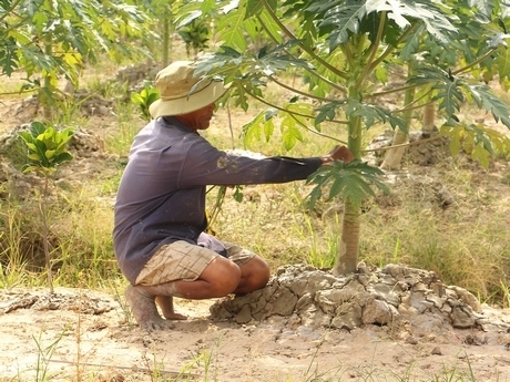 Ông Trần Văn Nghiệp (ấp Tích Lộc) chuyển đổi 1,5ha lúa sang trồng đu đủ và mít.