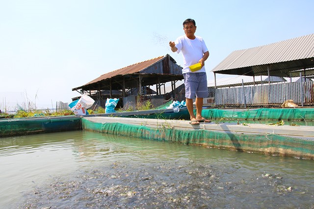 Ông Lê Văn Dũng đã thành công trong việc nuôi cá chép giòn