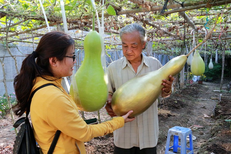 Vườn bầu cho trái siêu nặng nằm giữa trung tâm quận Ô Môn, với tổng diện tích khoảng 300m2.