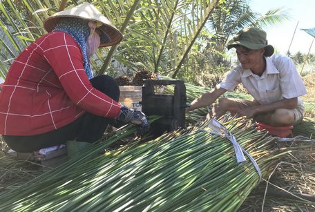 Một hộ dân thu hoạch và đang chẻ lác ngoại cỡ.