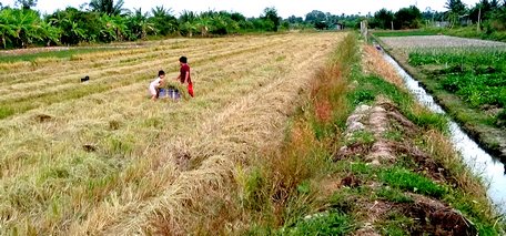 Ba Gu cùng em gái Anh Thơ chơi đùa trên cánh đồng vừa gặt xong.