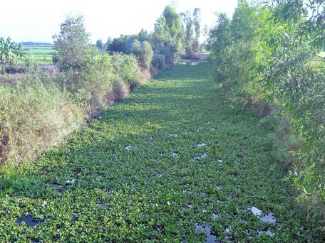 Một trong nhiều dòng kinh không còn bóng vỏ lãi, ghe xuồng.