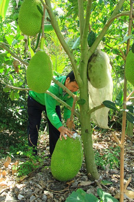 Vườn mít Thái sai trái rợp bóng giữa Đồng Tháp Mười.