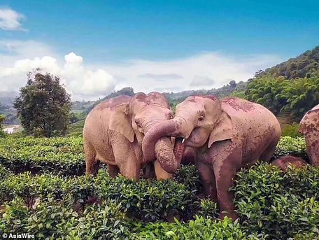 Đàn voi hoang châu Á lẻn vào một ngôi nhà trong làng ở Vân Nam, Trung Quốc, rồi uống trộm rượu ngô và bị say xỉn
