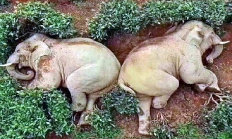  Hai con voi uống nhiều rượu nhất, say xỉn và ngủ lăn quay giữa vườn chè