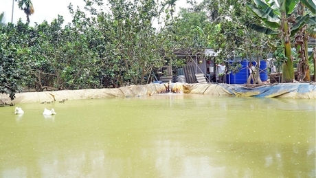 Do chưa có giải pháp trữ nước ngọt phù hợp nên nhiều nhà vườn gặp khó khi độ mặn ngoài sông còn cao. Trong ảnh: Nhà vườn ở cù lao Dài đào ao lót bạt trữ nước ứng phó với hạn, mặn.