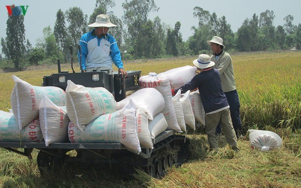 Tạm dừng xuất khẩu gạo từ 0h ngày 24/3/2020. (Ảnh minh họa)