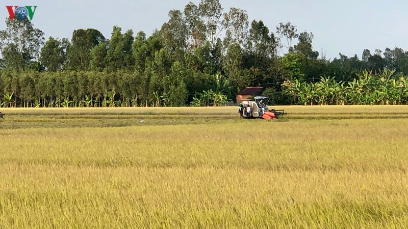 Giá lúa gạo có xu hướng tăng tới cuối năm.