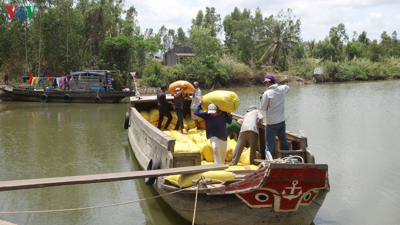 Tiêu thụ lúa tại huyện Trần Đề, Sóc Trăng.