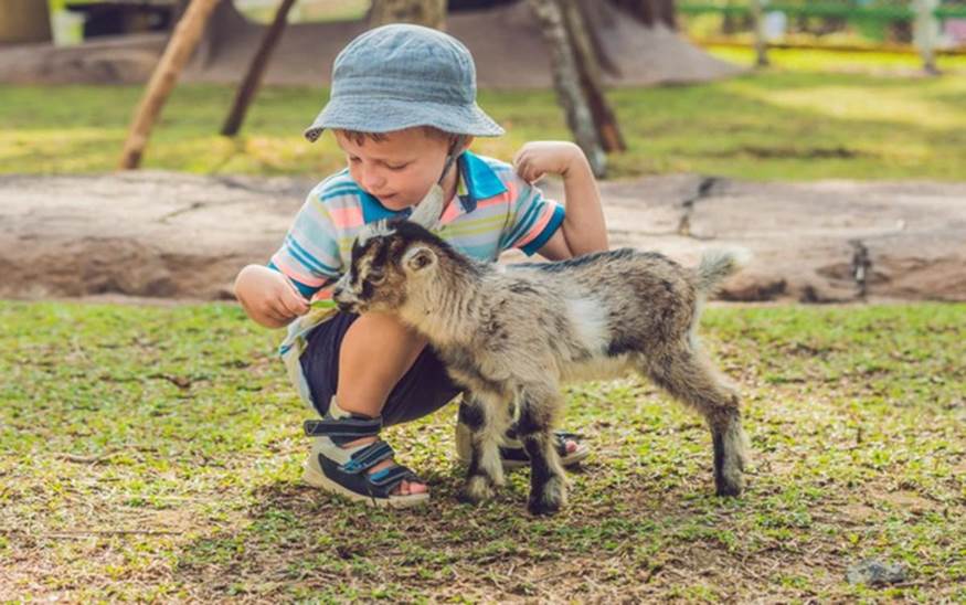 Tránh tiếp xúc với động vật hoang dã: Động vật có thể tiềm ẩn nhiều loại virus, vi khuẩn nguy hiểm có thể gây bệnh cho con người.