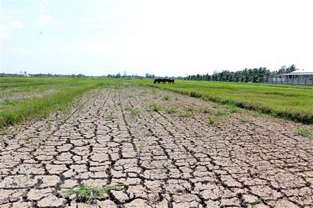 Hạn mặn ở Bến Tre khiến nhiều diện tích lúa bị thiệt hại. (Ảnh: Trần Thị Thu Hiền/TTXVN)