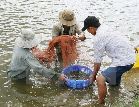 Giá tôm thẻ chân trắng và tôm sú ở Trà Vinh liên tục giảm. Ảnh: Chanh Đa/TTXVN