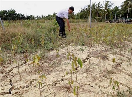 Tỉnh Bến Tre có khoảng 20.000ha cây ăn trái, 72.000ha dừa và hơn 1.000ha cây giống, hoa kiểng, khoảng 720ha diện tích nuôi thủy sản có nguy cơ bị ảnh hưởng do hạn mặn. (Ảnh: Vũ Sinh/TTXVN)