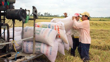 Vụ lúa Đông Xuân vừa qua, người dân trên địa bàn thành phố Cần Thơ phấn khởi khi lúa được mùa, được giá.