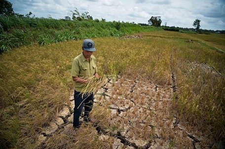 Ông Lê Hoàng Dân xót xa nhìn đồng lúa bị cháy vàng, thiệt hại gần như toàn bộ vì hạn, mặn xâm nhập sớm.